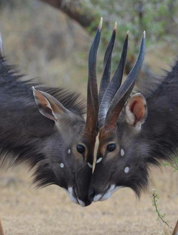 Weltevreden Game Lodge 布隆方丹 外观 照片